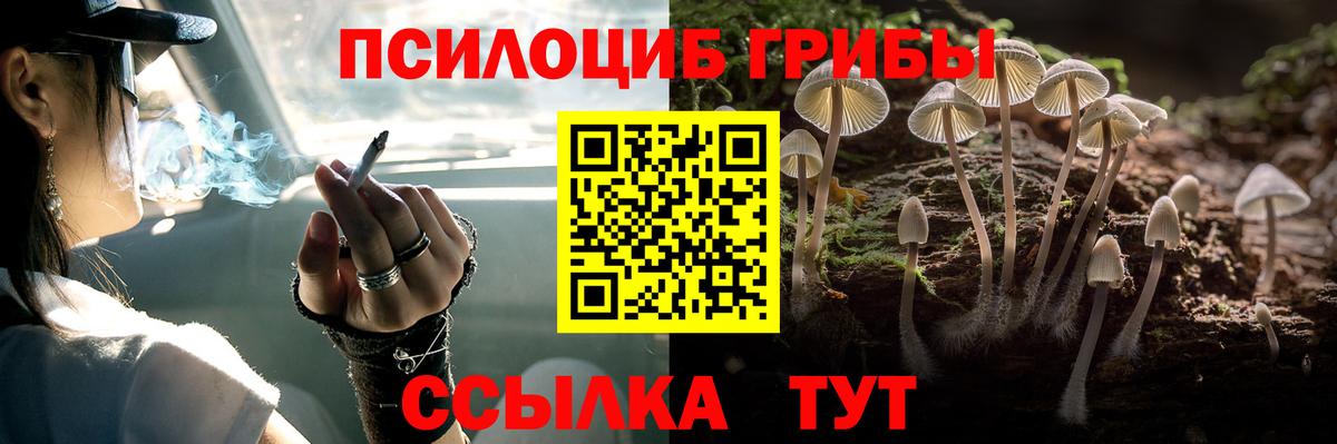 Галлюциногенные грибы Psilocybe Сорочинск